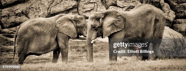 elephants in love - five animals stock pictures, royalty-free photos & images