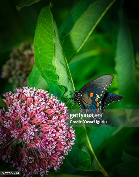 pipevine swallowtail - pipevine swallowtail butterfly stock pictures, royalty-free photos & images