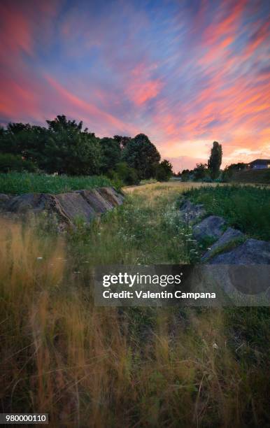 nature's ballet - campana stock pictures, royalty-free photos & images