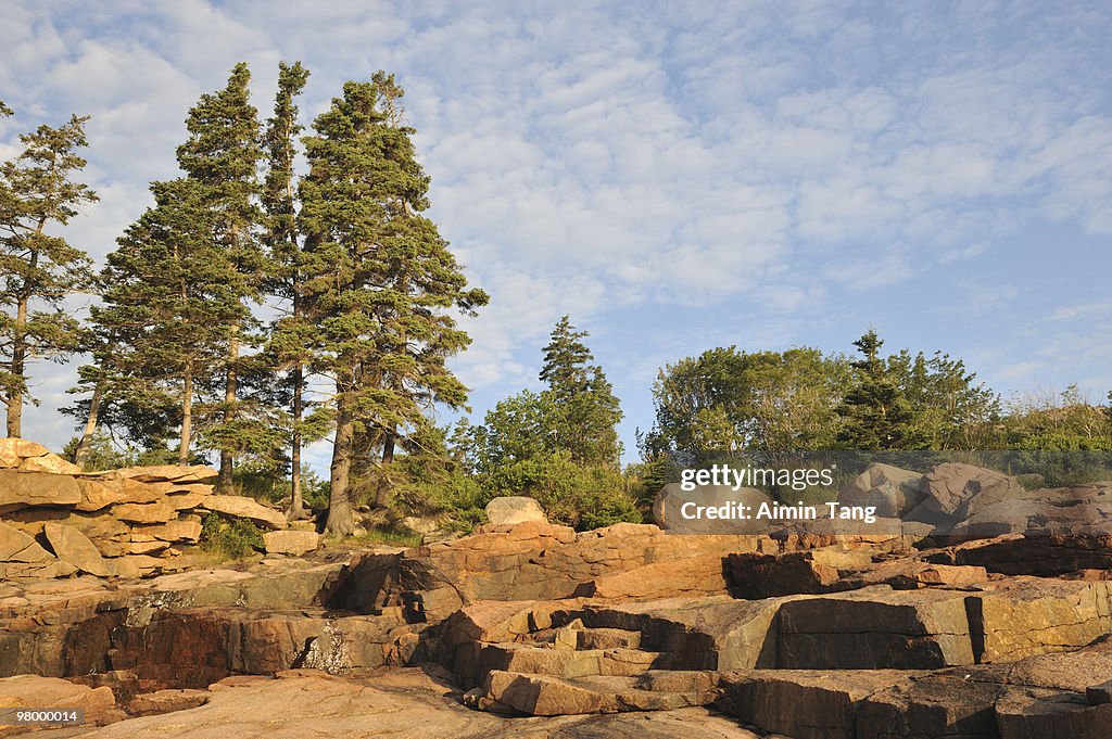 Trees and Rocks, Maine, USA