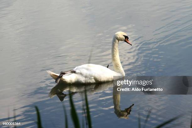 doppio cigno sul sile  a casier - cigno stockfoto's en -beelden