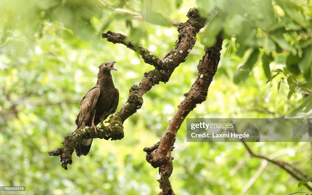 A Crested Honey Buzzard perched on a branch of a tree.