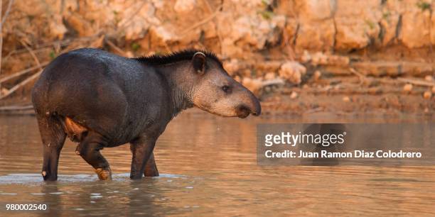 tapir (tapirus terrestris) - vulnerable species stock pictures, royalty-free photos & images