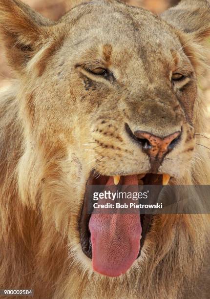 lioness yawning in south luangwa national park, zambia - south luangwa national park stock pictures, royalty-free photos & images