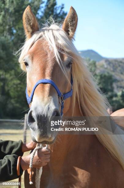 portrait of horse with flaxen mane - pulito stock pictures, royalty-free photos & images
