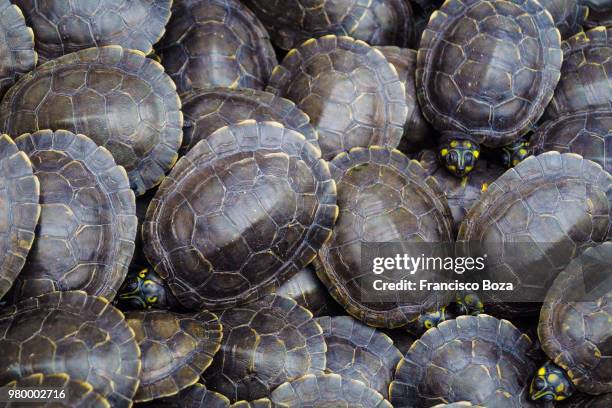 tortugas terecay (podocnemis unifilis) - turtle on back stock pictures, royalty-free photos & images