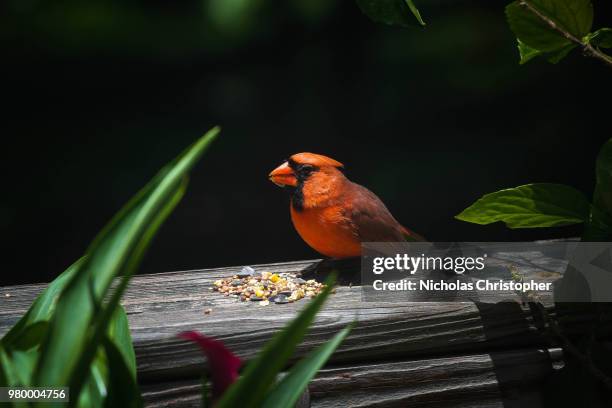 cardinal feeding time - nicholas christopher stock pictures, royalty-free photos & images