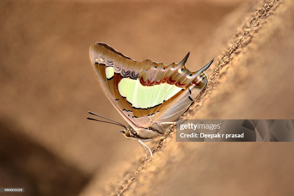 Close-up of Tailed Emperor butterfly