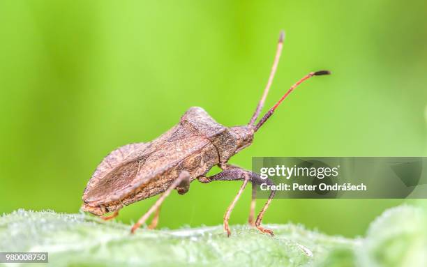 brouk - brouk stock pictures, royalty-free photos & images