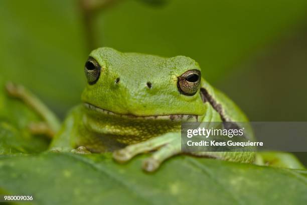 tree frog - rainette verte photos et images de collection