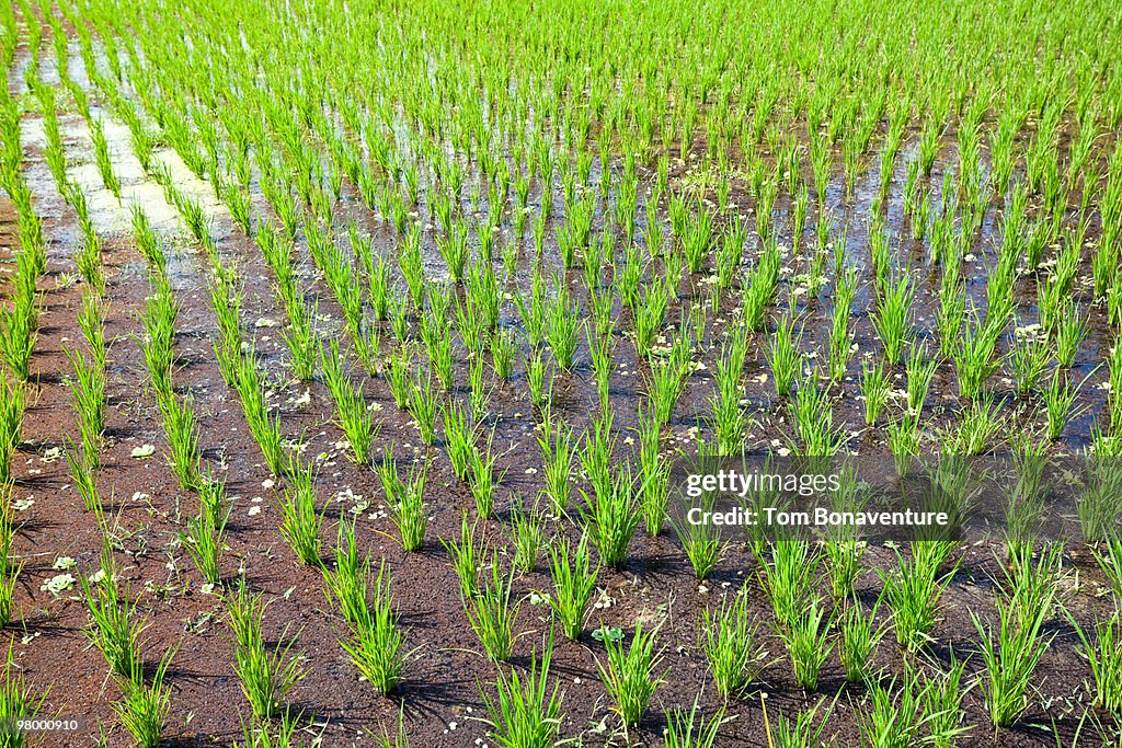 Young rice growing in a paddy field