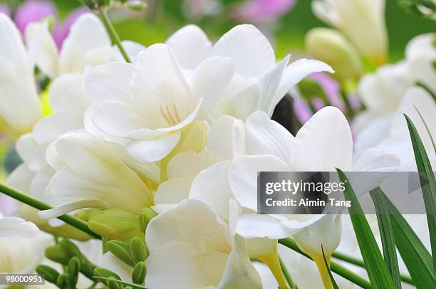 white freesia - freesia stock pictures, royalty-free photos & images