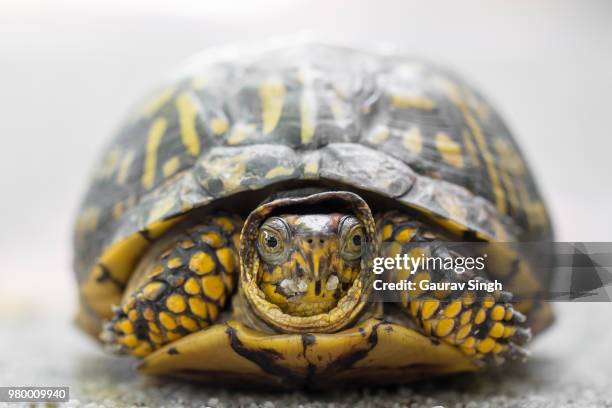 Box Turtle Shell Photos and Premium High Res Pictures - Getty Images