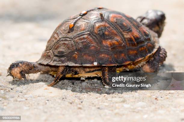 Box Turtle Shell Photos and Premium High Res Pictures - Getty Images