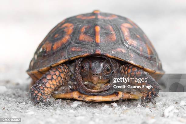 306 Box Turtle Shell Stock Photos, High-Res Pictures, and Images ...