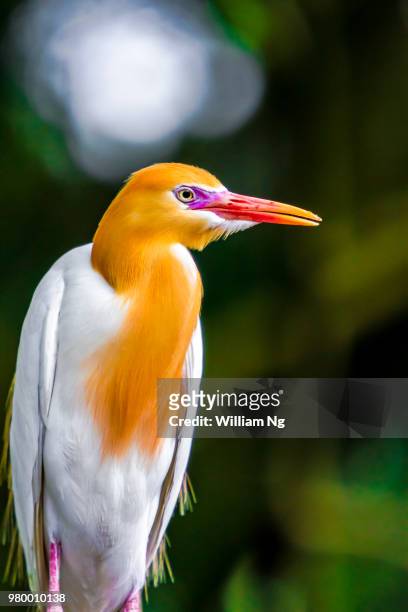portrait of orange and white bird, jurong hill, singapore - jurong bird park bildbanksfoton och bilder