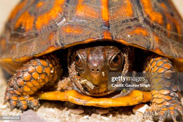 Box Turtle Shell Photos and Premium High Res Pictures - Getty Images