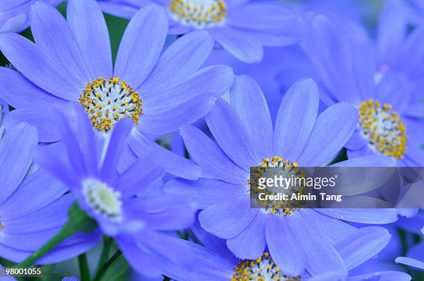 blooming cineraria - cineraria stock pictures, royalty-free photos & images