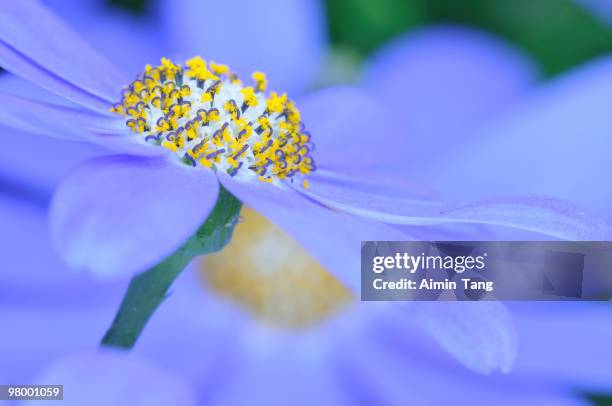 cineraria - cineraria stock pictures, royalty-free photos & images