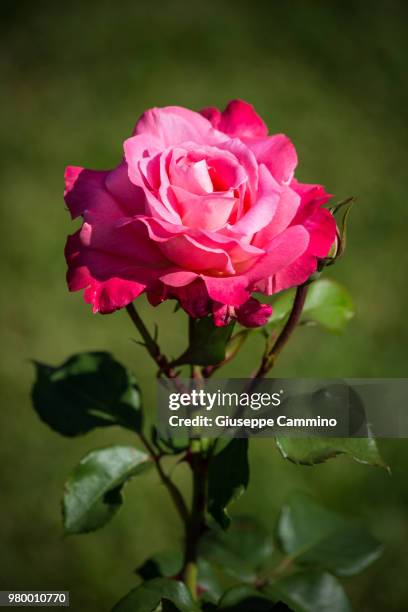 Giuseppe Roses 243 Giuseppe Rosa To Stock Photos, High-Res Pictures, and Images ...