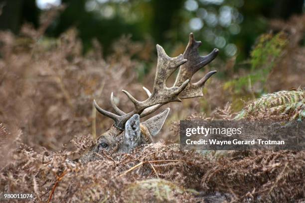 camouflage - wayne gerard trotman stockfoto's en -beelden