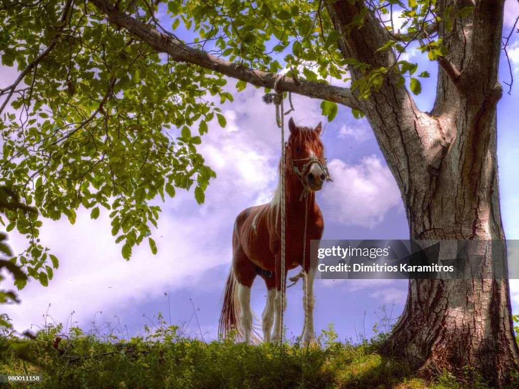 Haughty Horse