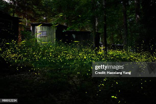 synchronous fireflies - firefly stock pictures, royalty-free photos & images