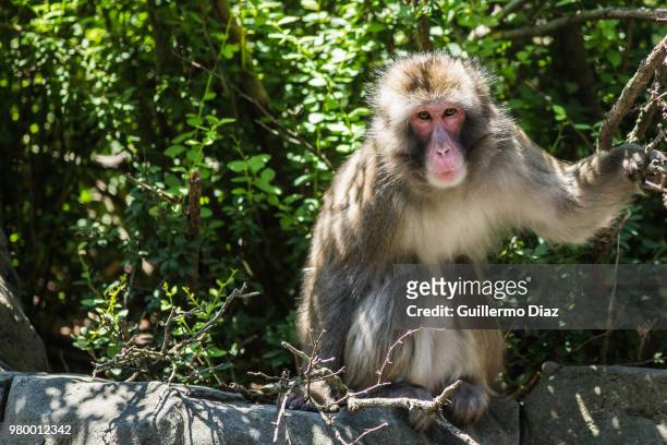 japanese macaque (macaca fuscata), japan - snow monkeys stockfoto's en -beelden