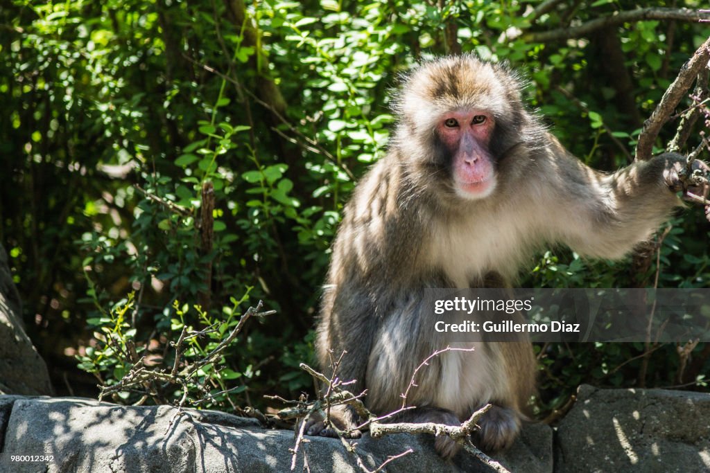 Japanese macaque (Macaca fuscata), Japan