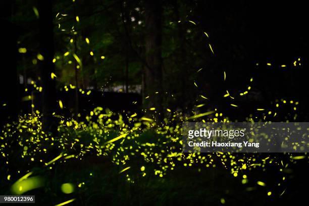 fireflies in forest at night, elkmont, tennessee, usa - グレートスモーキー山脈 ストックフォトと画像