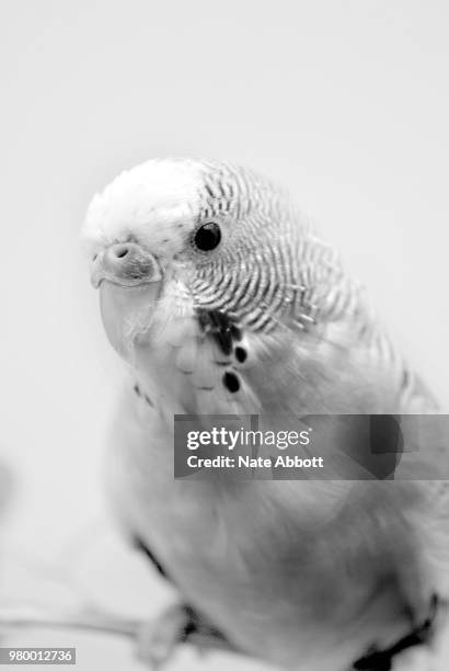budgie - parakeet macro stock pictures, royalty-free photos & images