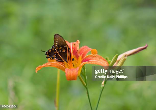 black swallowtail (papilio polyxenes) butterfly perching on lily - black swallowtail butterfly stockfoto's en -beelden