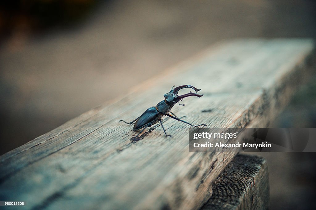 Lucanus cervus (Linnaeus, 1758)
