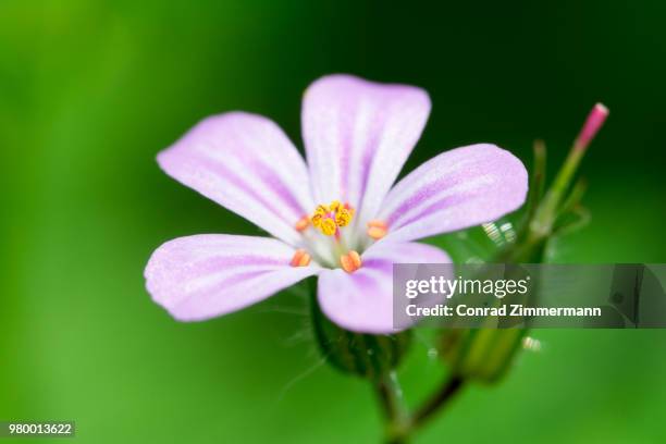 herb robert (geranium robertianum) - robert conrad photos 個照片及圖片檔