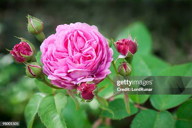 pink rose - roses in garden stock pictures, royalty-free photos & images