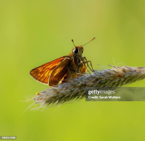 large skipper - hesperiidae stock pictures, royalty-free photos & images