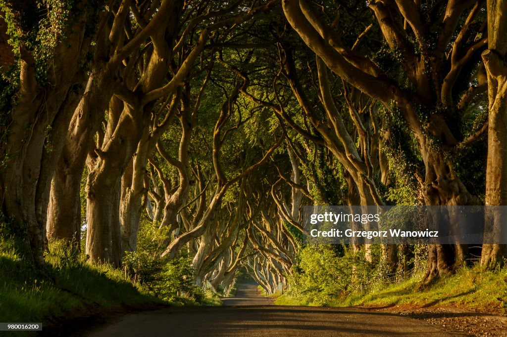 Path in green forest, Ballymoney, Antrim, County Antrim, Northern Ireland, UK