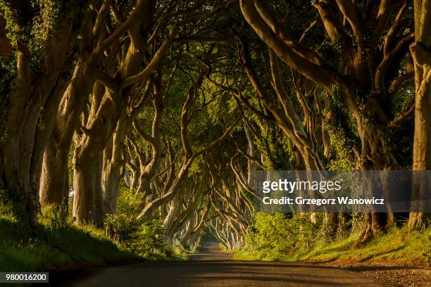 path in green forest, ballymoney, antrim, county antrim, northern ireland, uk - nordirland bildbanksfoton och bilder