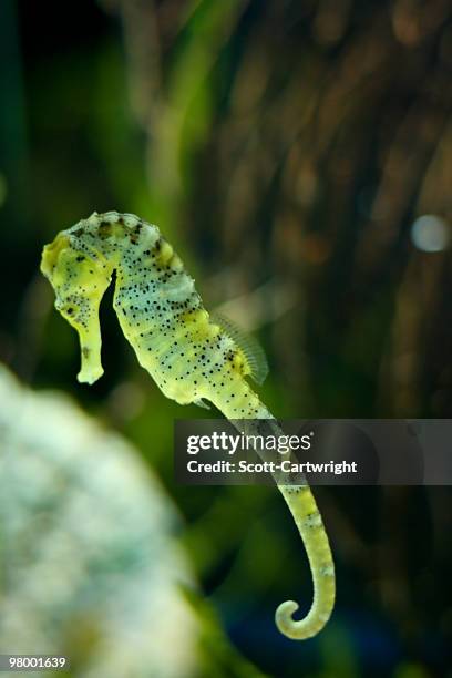 sea horse - seahorse stock pictures, royalty-free photos & images