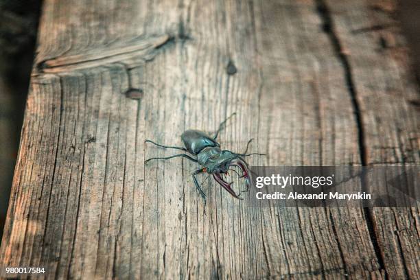 lucanus cervus (linnaeus, 1758) - abadejo imagens e fotografias de stock