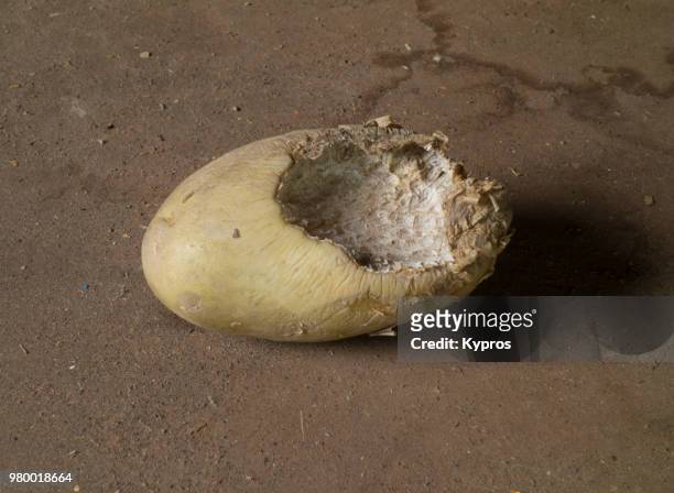 europe, greece, 2018: view of potato eaten by rats - rodent control stock pictures, royalty-free photos & images