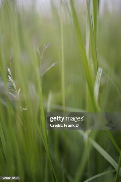 green gras - gras field stock pictures, royalty-free photos & images