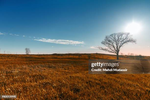 field and tree under blue sky, usa - tree under blue sky stockfoto's en -beelden