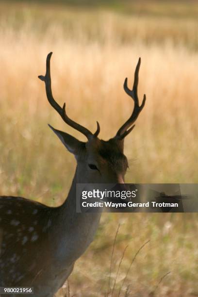 bambi - wayne gerard trotman fotografías e imágenes de stock