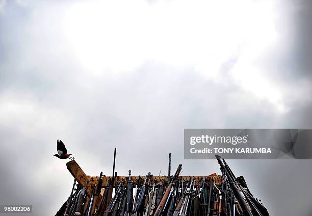 Bird flies off a cache of illegal fire arms stacked in preparation to be burnt in Nairobi, March 24, 2010 as part of a campaign by the Kenyan...
