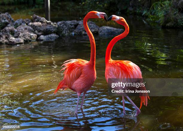 heart of love - flamingo heart fotografías e imágenes de stock