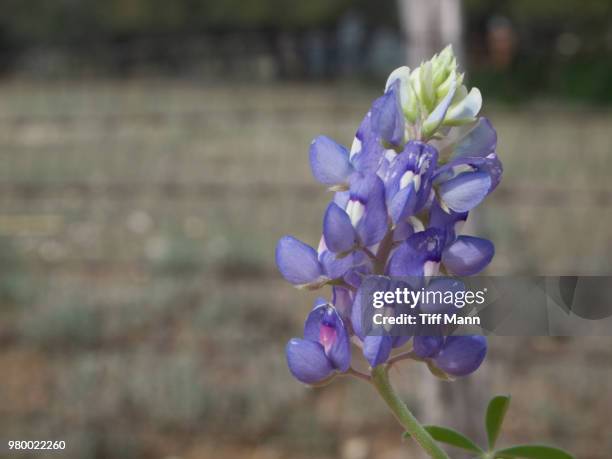 texas bluebonnet - texas bluebonnet stock pictures, royalty-free photos & images