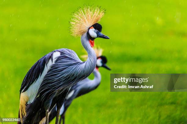 crowned crane in rain - grulla coronada fotografías e imágenes de stock