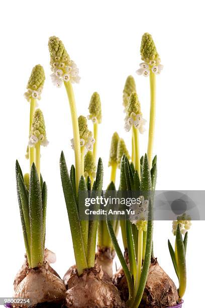 grape hyacinth ?album? (muscari botryoides) - muscari botryoides stock pictures, royalty-free photos & images