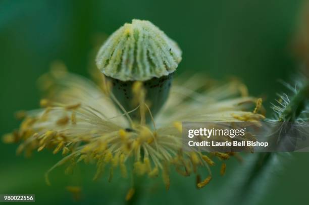 Flowers Less 1,248 Flower Less Plant Stock Photos, High-Res Pictures, and Images ...